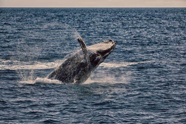 5 things to discover whale watching hervey bay