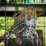 Leopard in captivity at zoo enclosure.