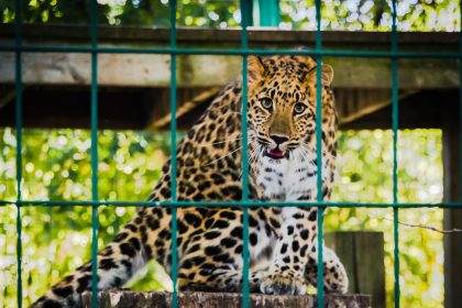 Leopard in captivity at zoo enclosure.
