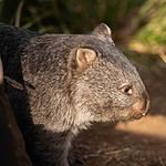 Close-up of a wombat in natural Australian habitat.