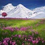Snow-capped mountain with pink wildflowers in bloom.