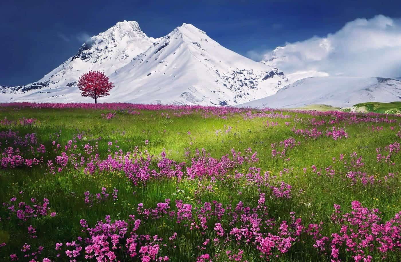 Snow-capped mountain with pink wildflowers in bloom.