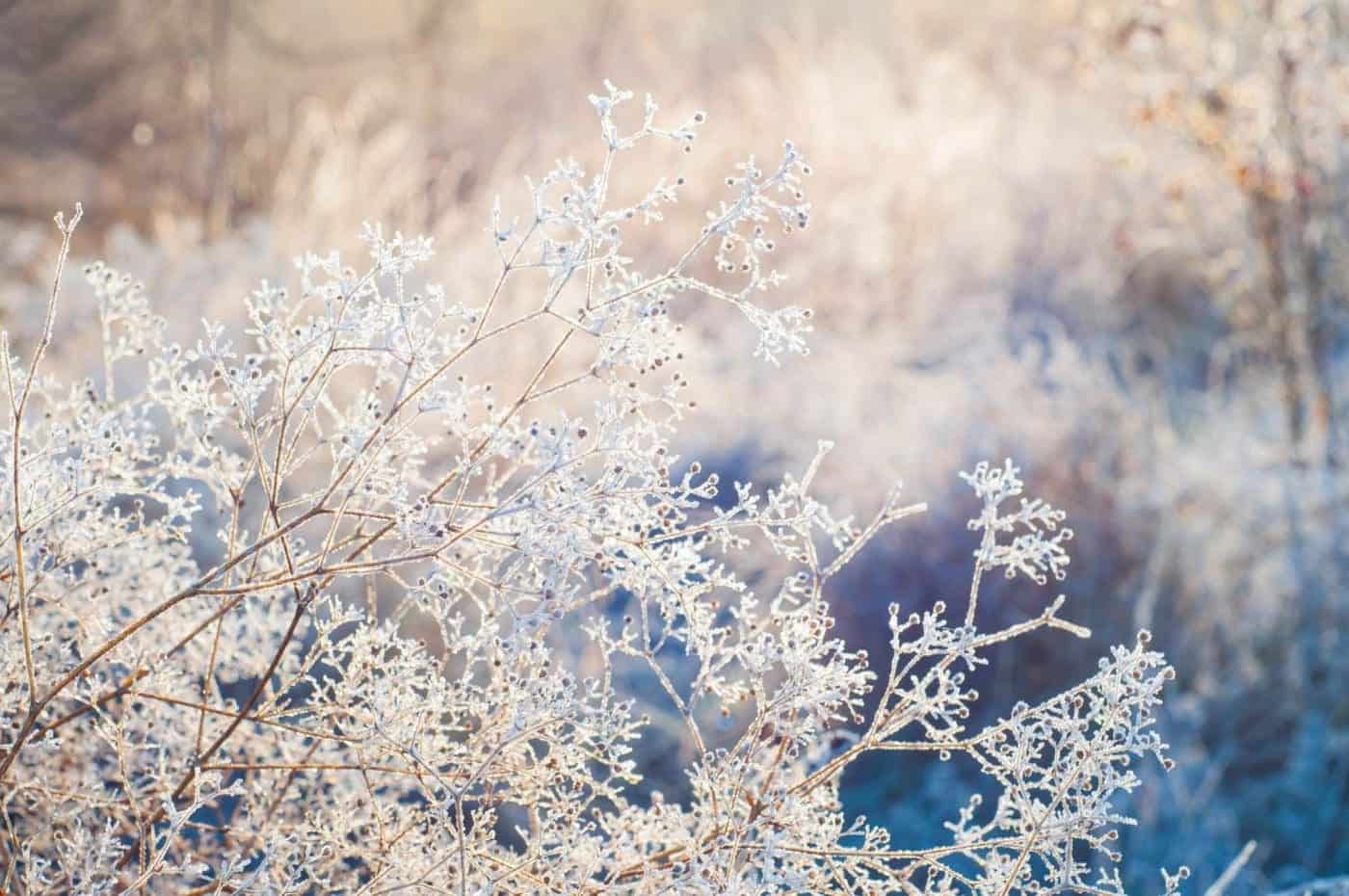 winter