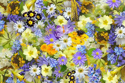 19 Beautiful Australian Native Flowers