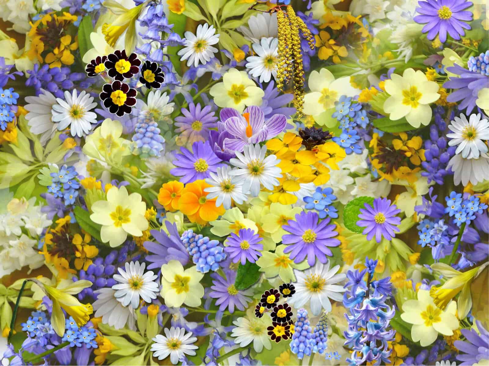 19 Beautiful Australian Native Flowers