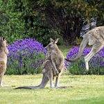 Kangaroos