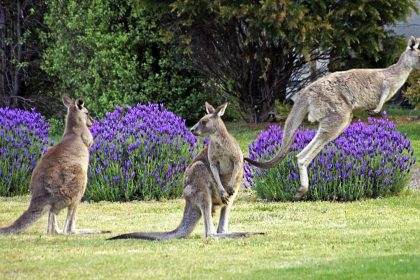 Kangaroos