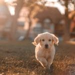 Dog Friendly Beaches