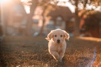 Dog Friendly Beaches