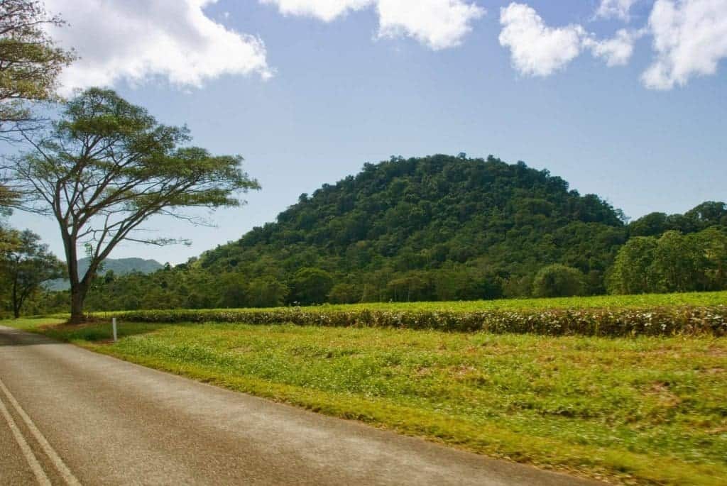 Daintree Rainforest