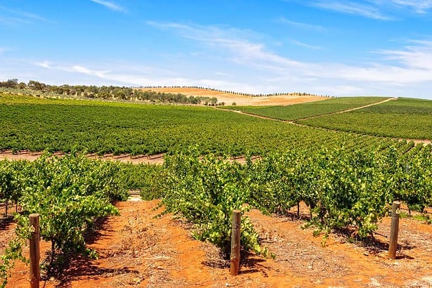 Scenic Clare Valley vineyards under blue sky