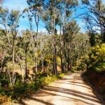 Scenic trail at Kinglake National Park, Victoria, Australia