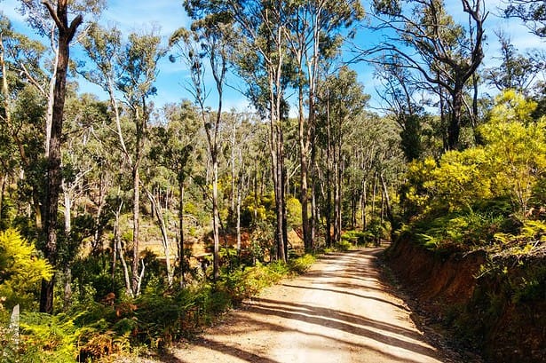 Scenic trail at Kinglake National Park, Victoria, Australia