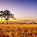 Sunset over the savanna at Kruger National Park.
