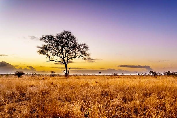 Sunset over the savanna at Kruger National Park.