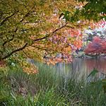 Autumn foliage surrounding tranquil lake in Australia