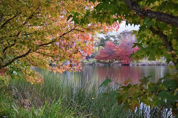 Autumn foliage surrounding tranquil lake in Australia