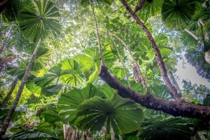 Daintree Rainforest
