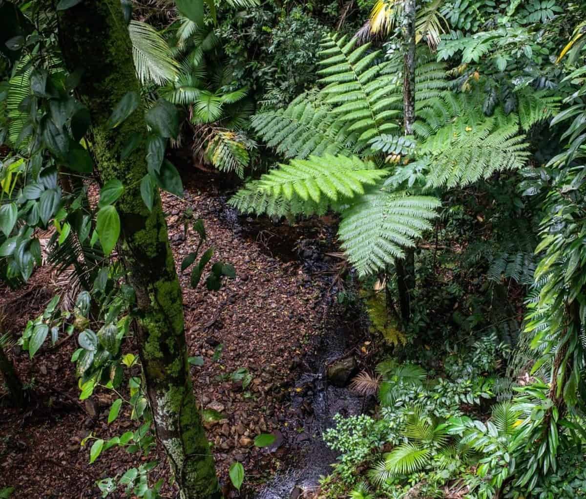 Verdant undergrowth in Daintree Rainforest, Queensland.
