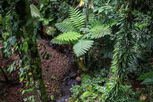 Verdant undergrowth in Daintree Rainforest, Queensland.