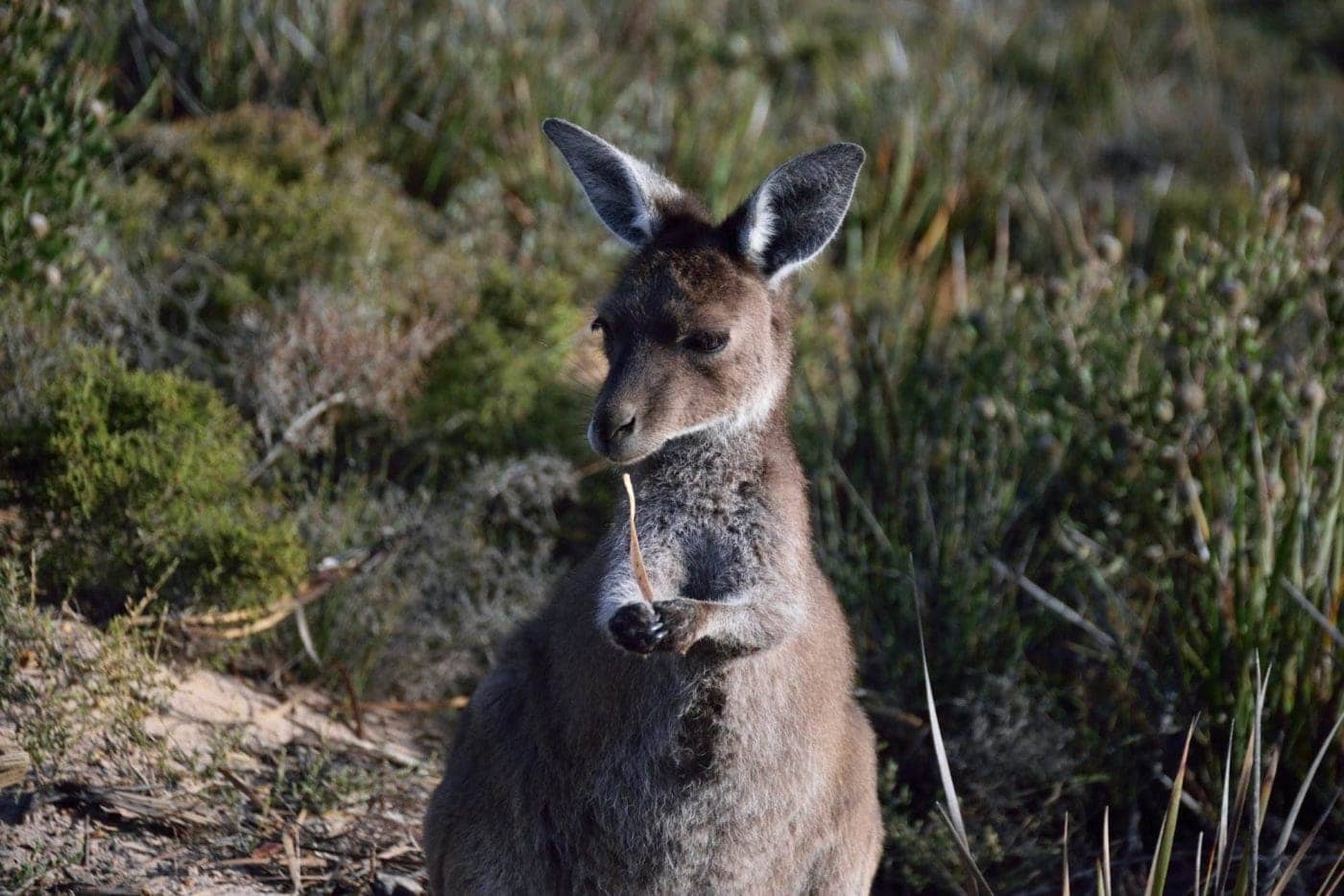 Kangaroo in natural habitat at Cape Le Grand National Park.