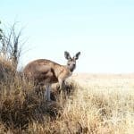 Kangaroo in natural habitat at Crows Nest National Park