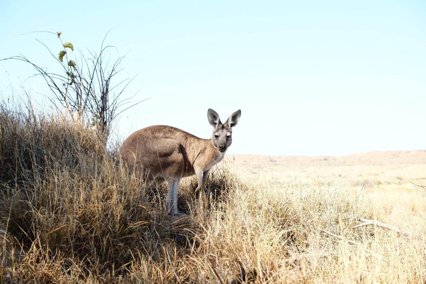 Kangaroo in natural habitat at Crows Nest National Park