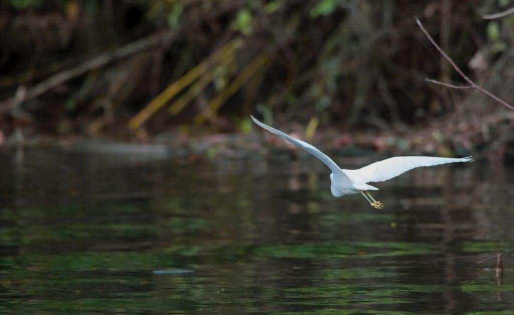 Daintree Rainforest