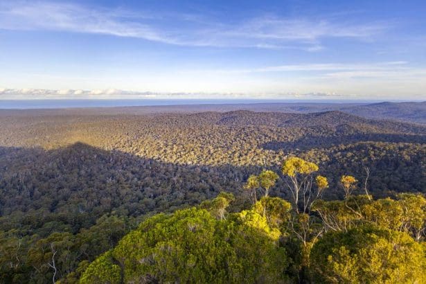 Aerial view of lush forest in Croajingolong National Park, Australia.