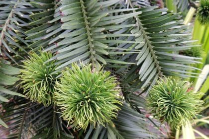 Juvenile cones on Wollemi Pine branches