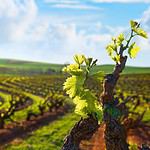 Scenic view of lush Barossa Valley vineyards in South Australia.