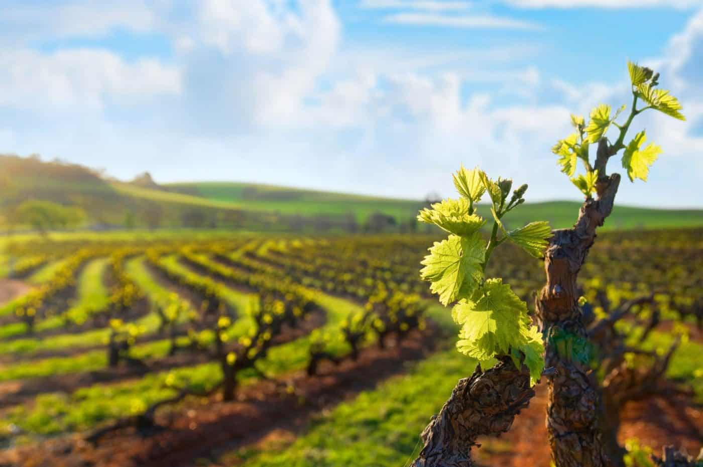 Scenic view of lush Barossa Valley vineyards in South Australia.