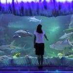Visitor observing sharks at Sydney Sea Life Aquarium.
