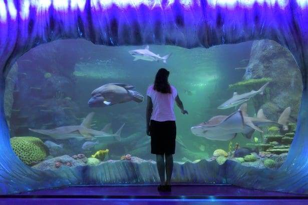 Visitor observing sharks at Sydney Sea Life Aquarium.