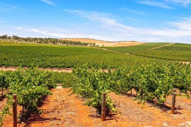clare valley
