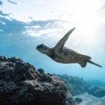GREAT BARRIER REEF