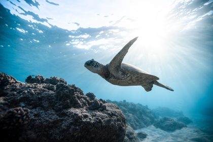 GREAT BARRIER REEF