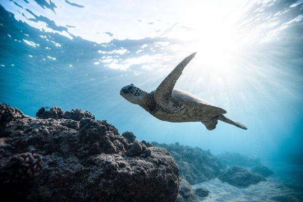 GREAT BARRIER REEF
