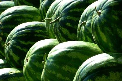 watermelon