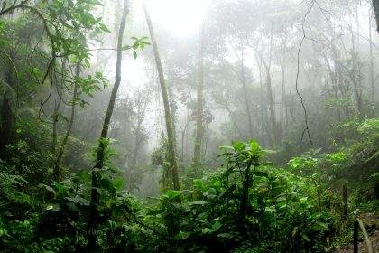 Rainforest