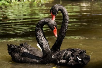 Perth's Half-Day Yanchep National Park and Crystal Cave Tour