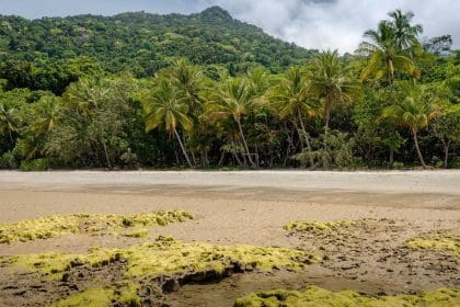 Explore the Aboriginal Art & Culture in Daintree Rainforest!
