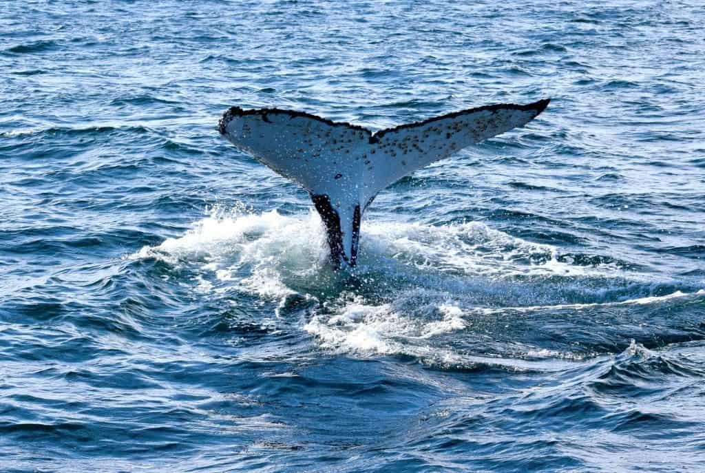 Whale watching from Woolgoolga Beach in Coffs Harbour
