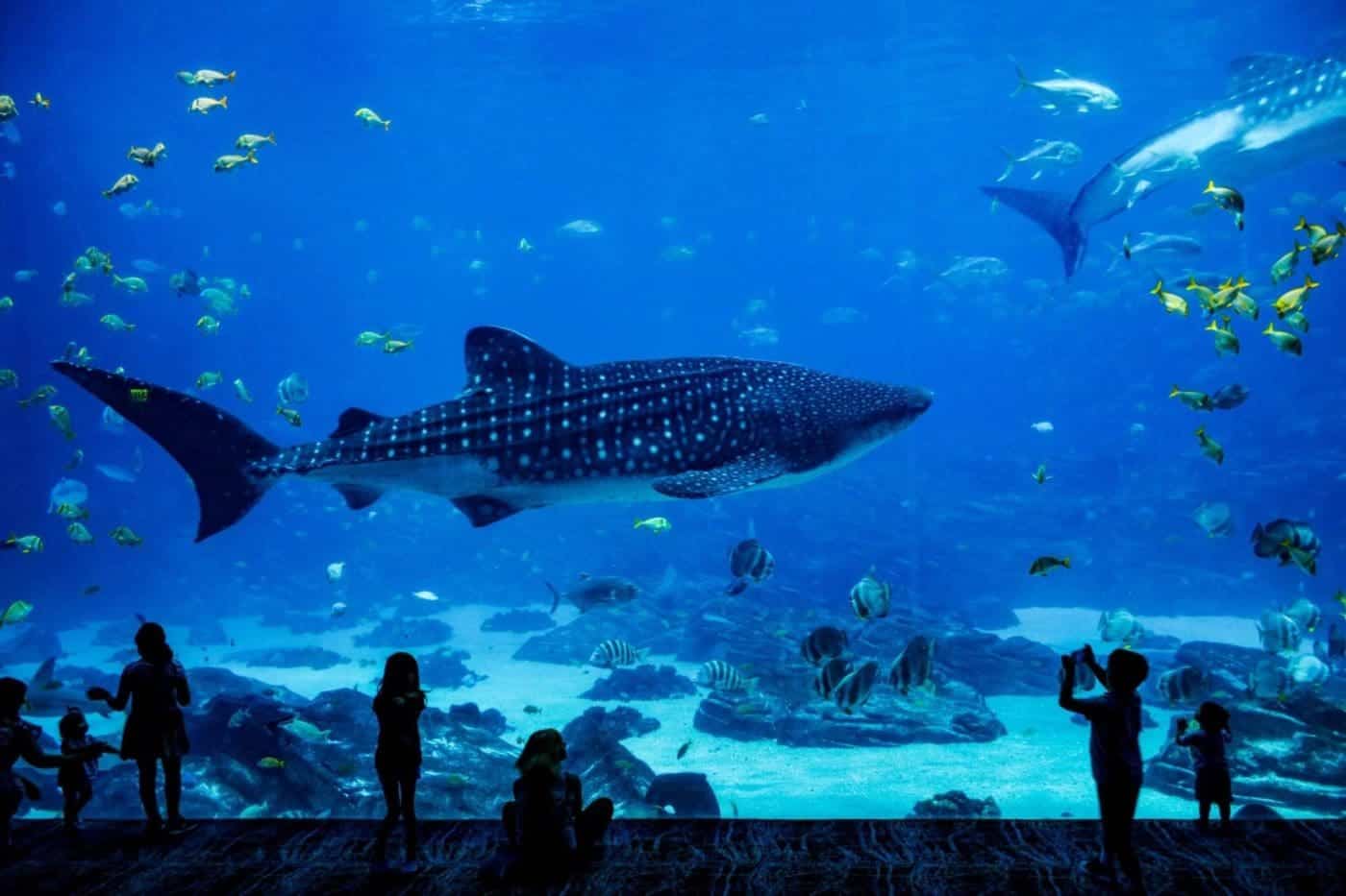 Visitors marvel at whale shark in large aquarium exhibit