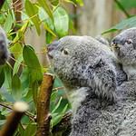 Mother koala with joey on back among eucalyptus leaves.