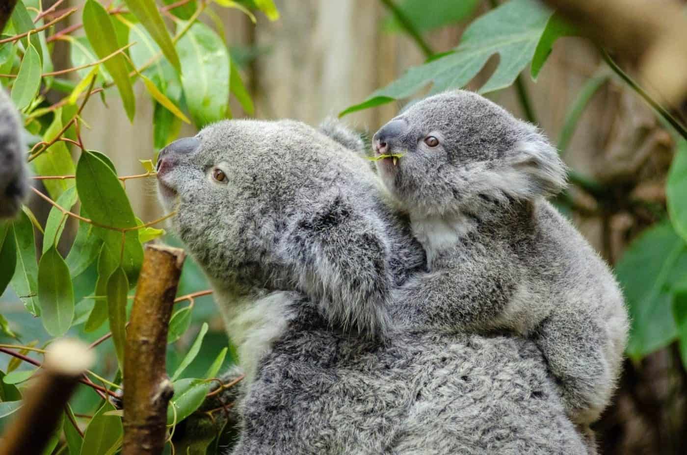 Mother koala with joey on back among eucalyptus leaves.