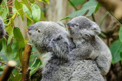 Mother koala with joey on back among eucalyptus leaves.