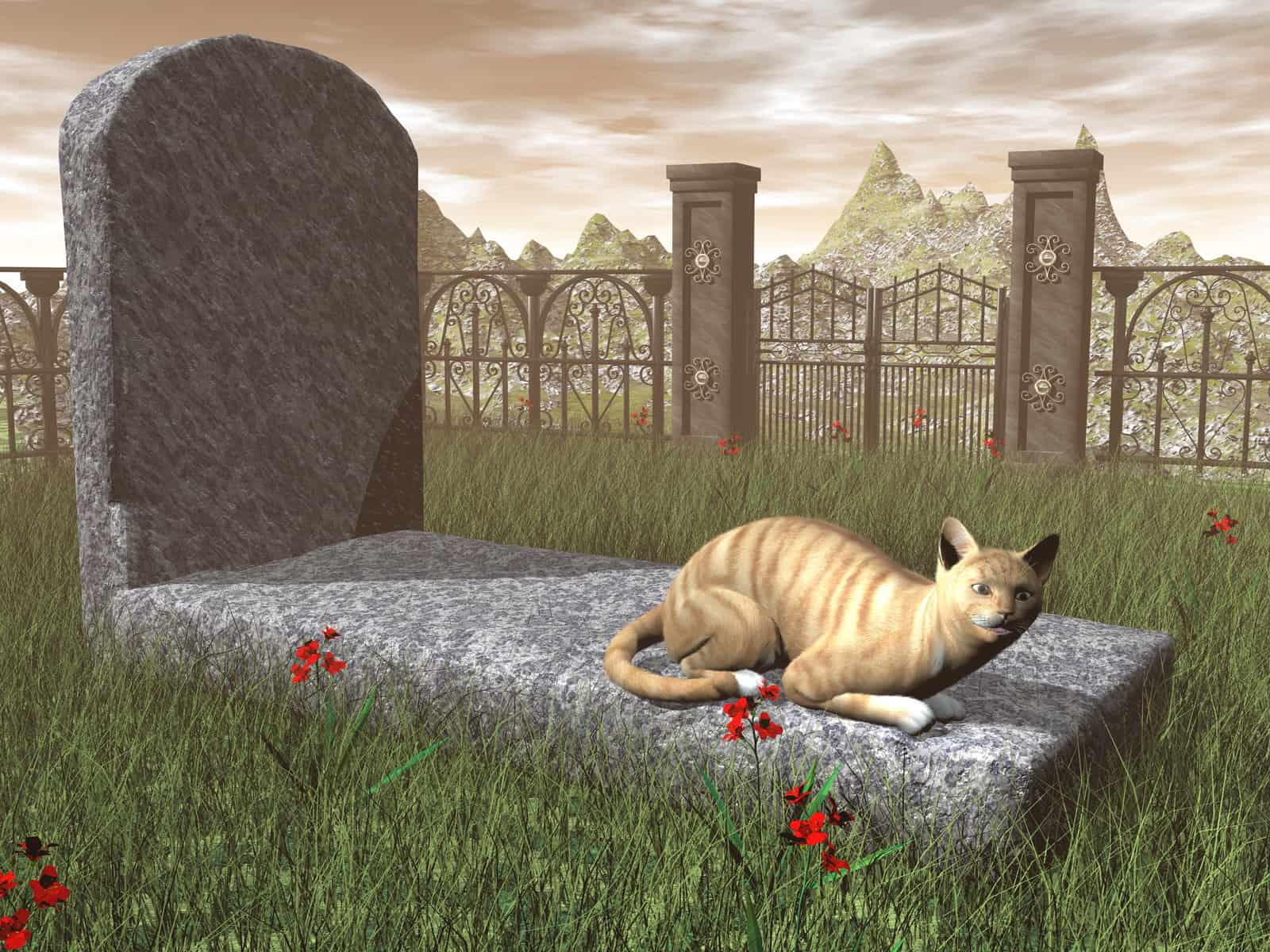 how much is it to cremate a cat