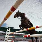 equestrian sport young girl rides horse championship