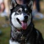 happy siberian husky dog